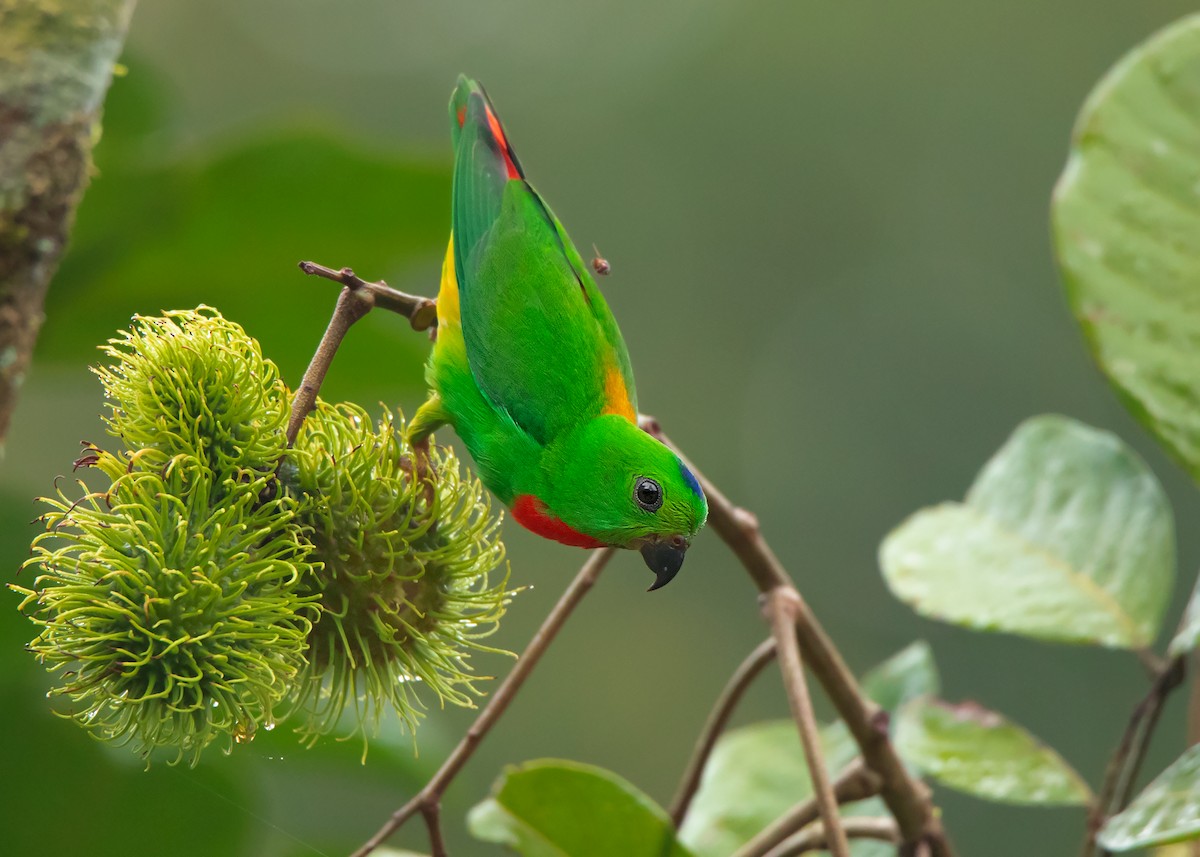 Blue-crowned Hanging-Parrot - ML460425241