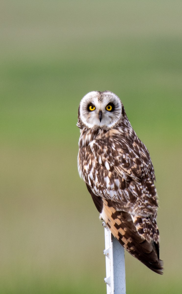 Short-eared Owl - ML460428691