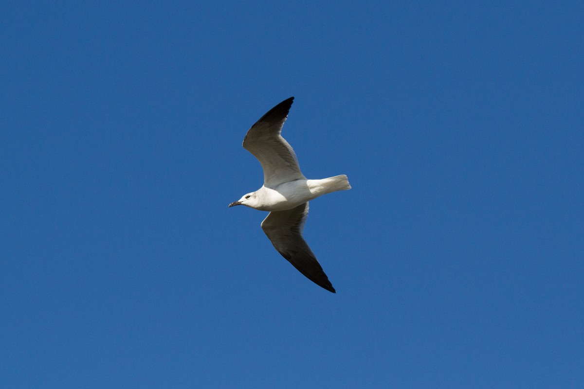 Laughing Gull - Griffin Richards