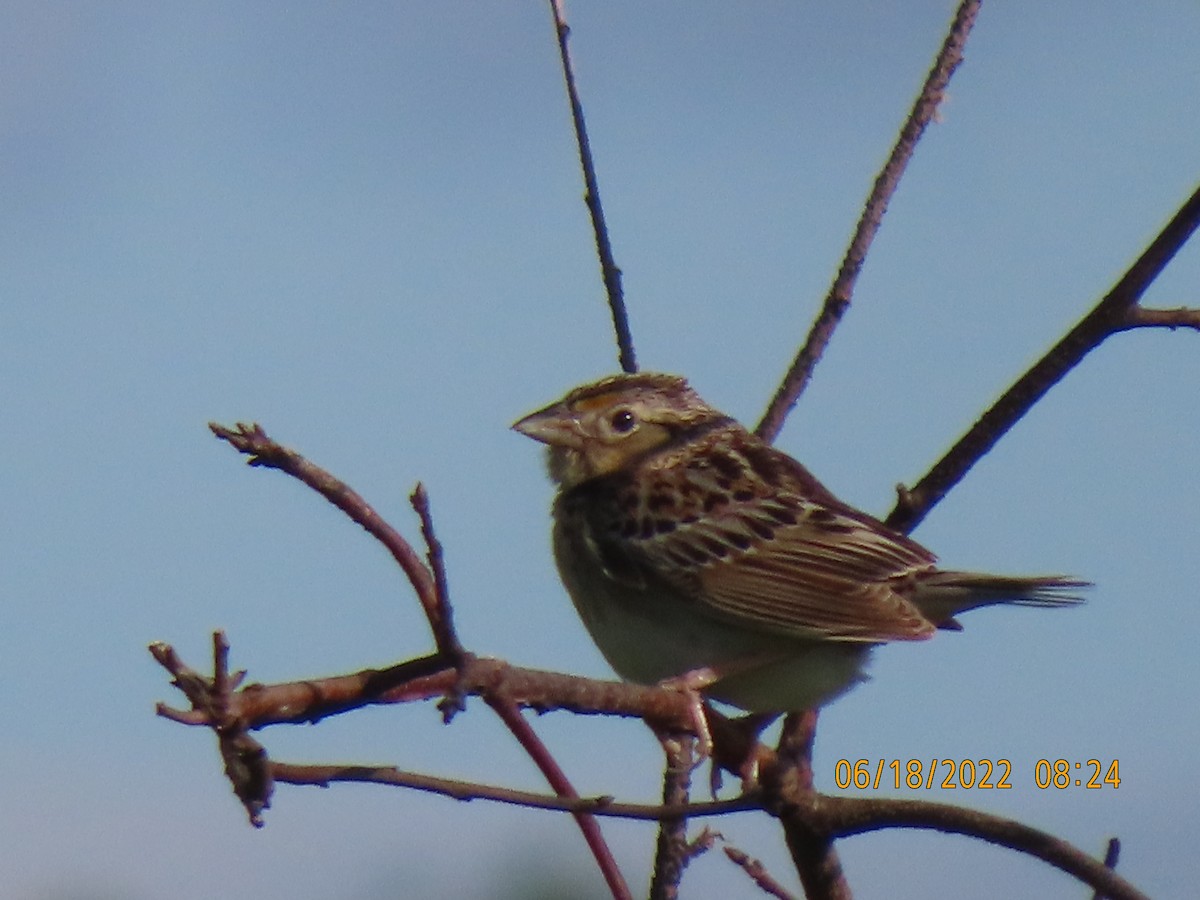Grasshopper Sparrow - P.W. Boyd