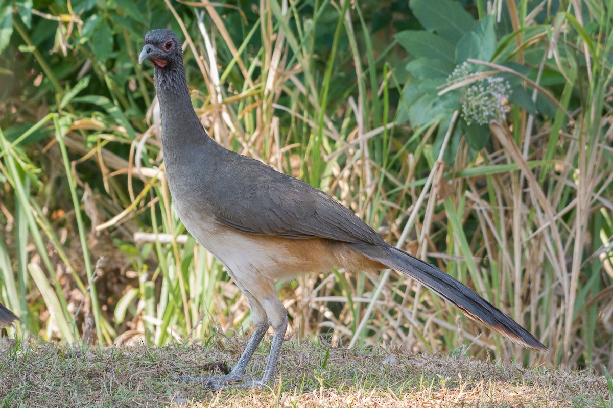 West Mexican Chachalaca - ML460437231