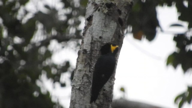 Yellow-tufted Woodpecker - ML460440011