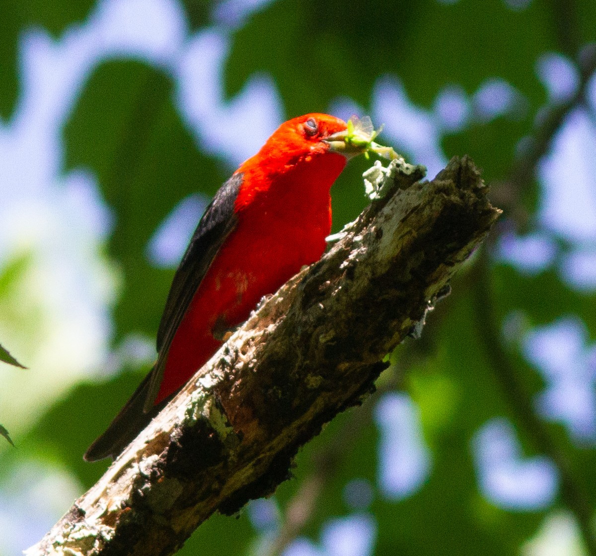 Scarlet Tanager - ML460461151