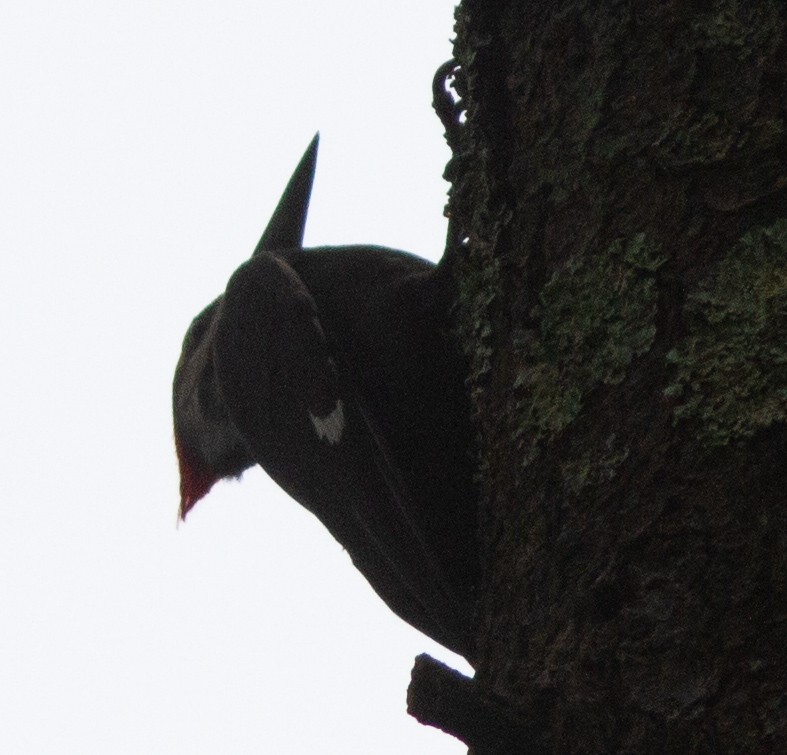 Pileated Woodpecker - ML460461201