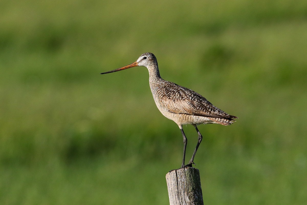 Marbled Godwit - Victor Stoll