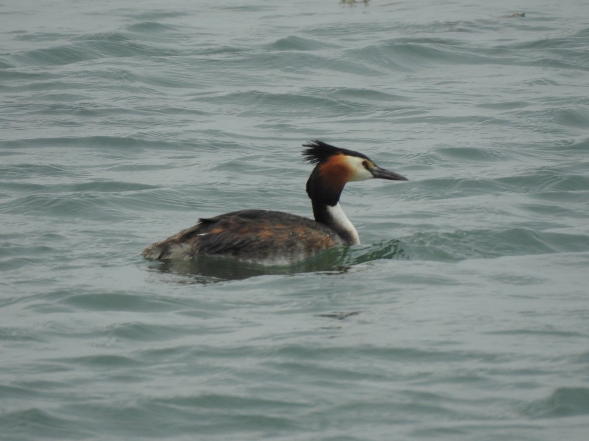 Great Crested Grebe - ML460462181