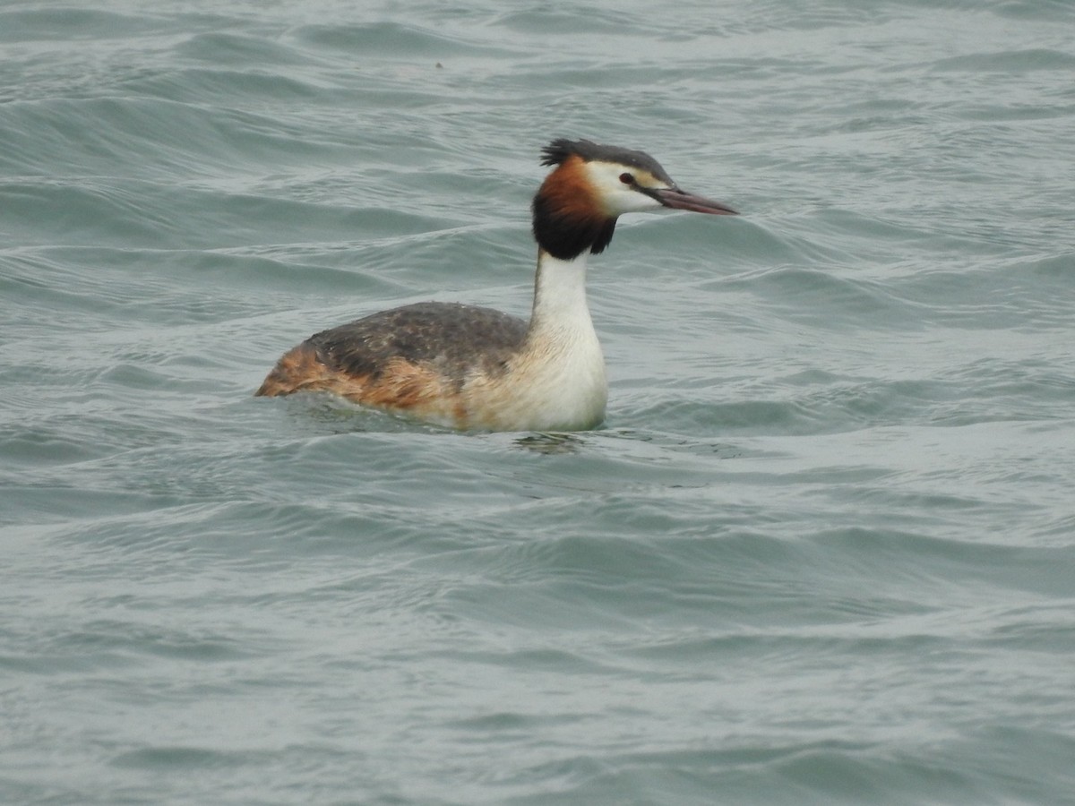 Great Crested Grebe - ML460462191