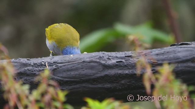 Blue-capped Tanager - ML460463331