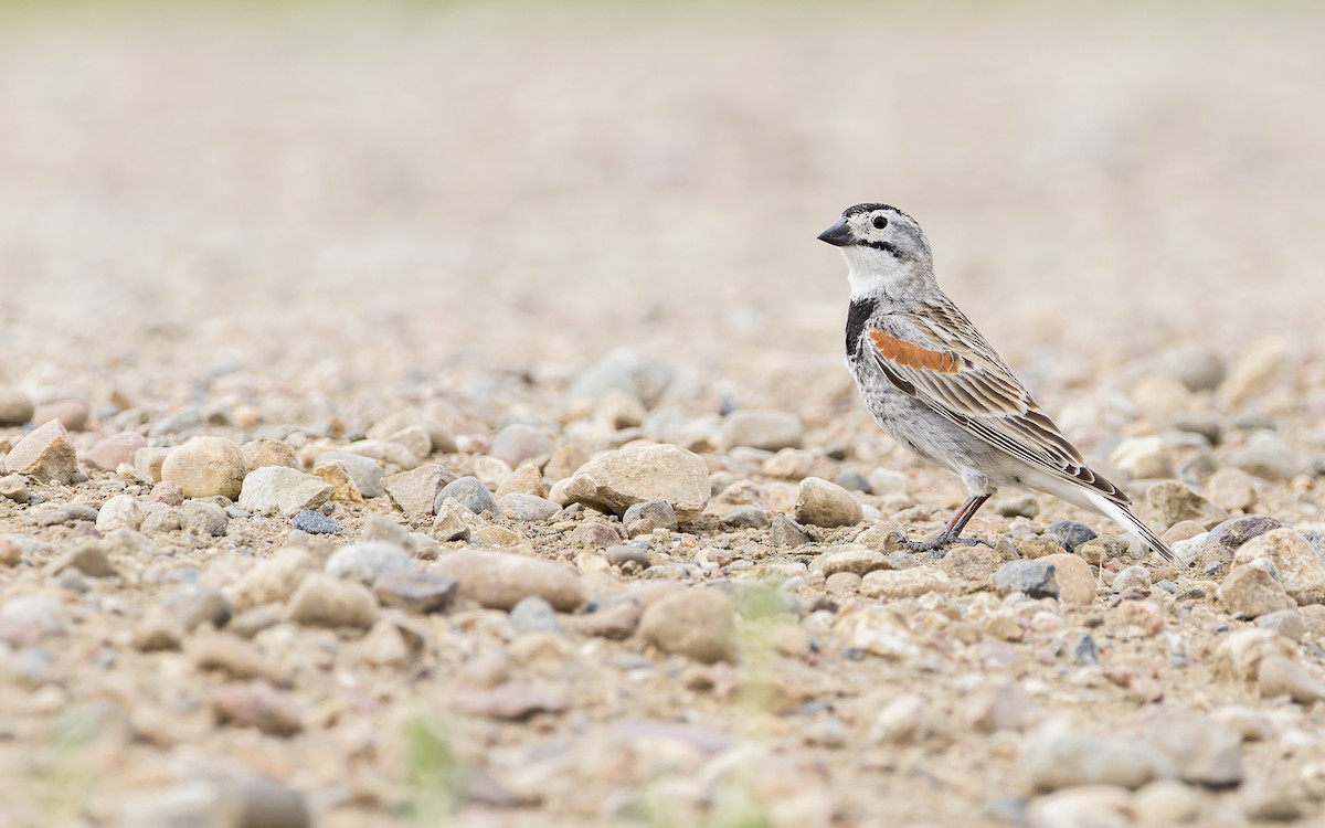 Thick-billed Longspur - ML460464811