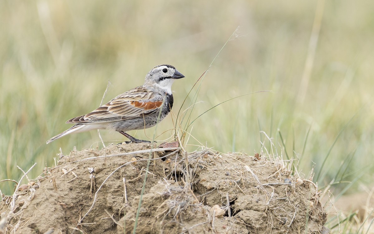Thick-billed Longspur - ML460464861
