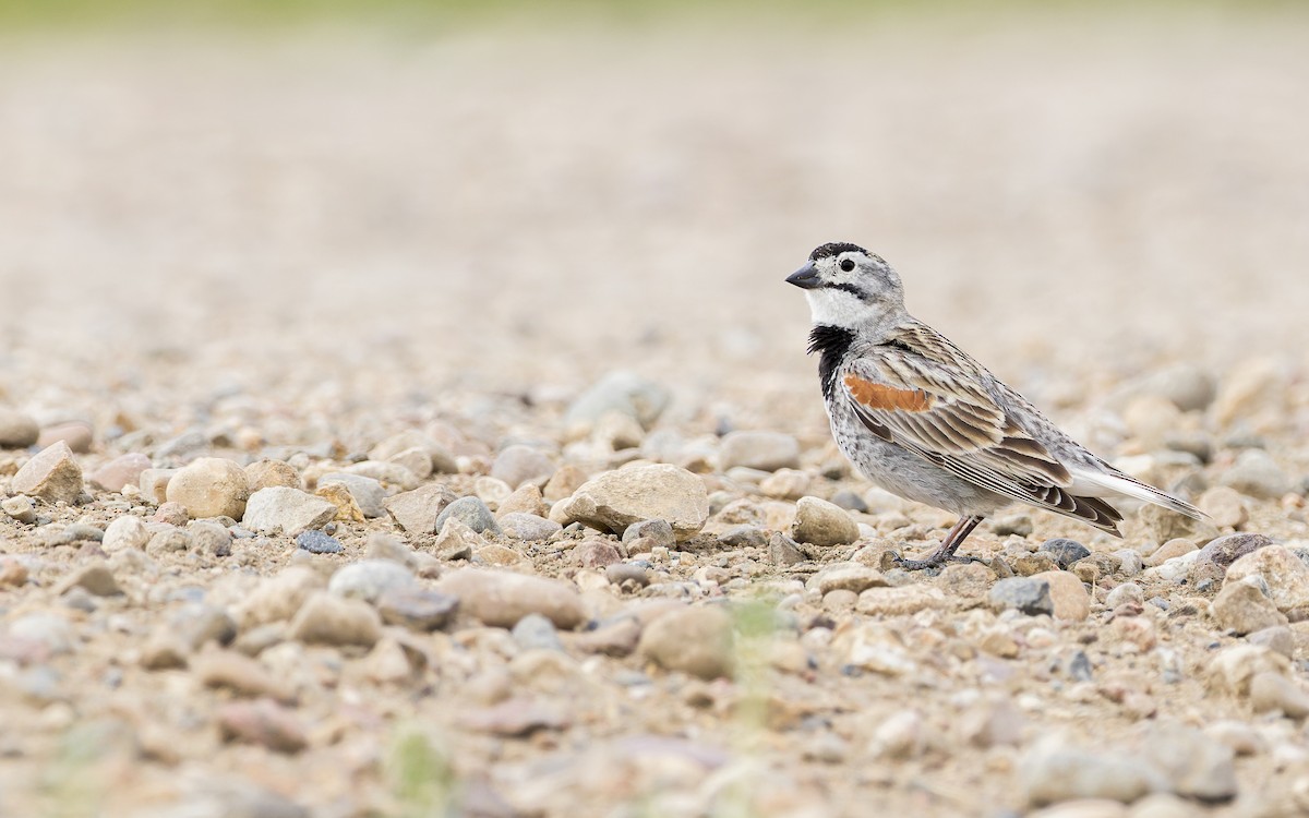 Thick-billed Longspur - ML460464891