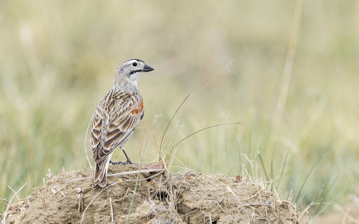 Thick-billed Longspur - ML460464901
