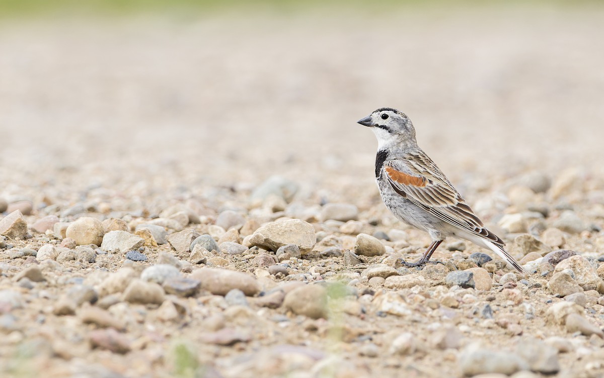 Thick-billed Longspur - ML460464911