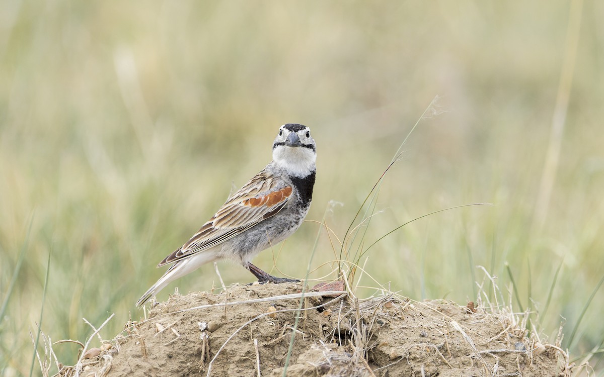 Thick-billed Longspur - ML460464931