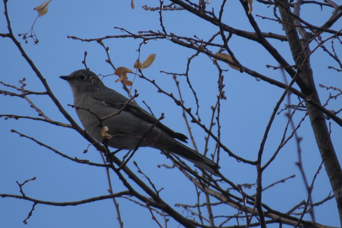 Townsend's Solitaire - Bryant Olsen