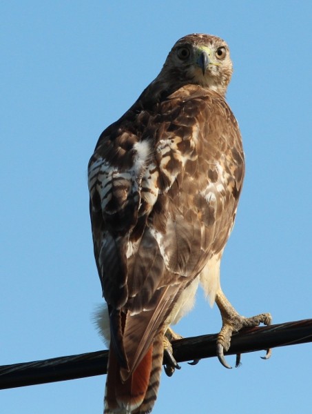 Red-tailed Hawk - ML46046881