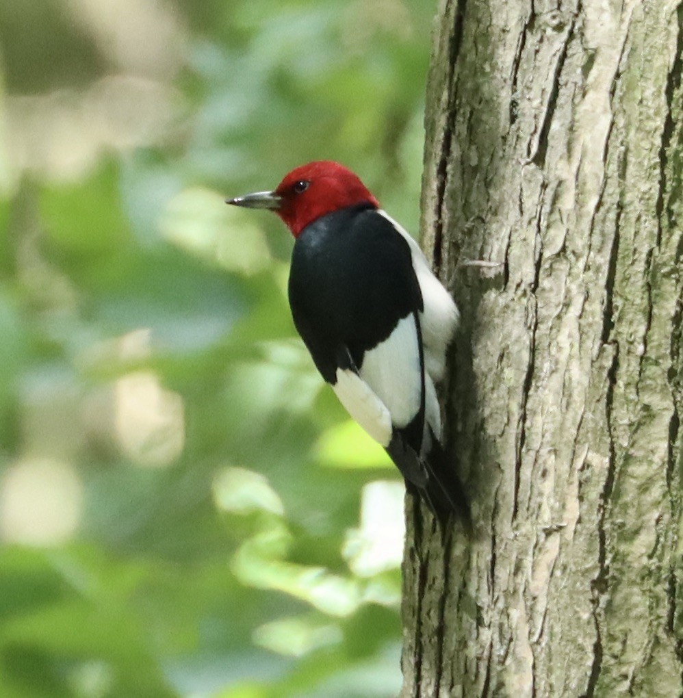 Red-headed Woodpecker - ML460469021