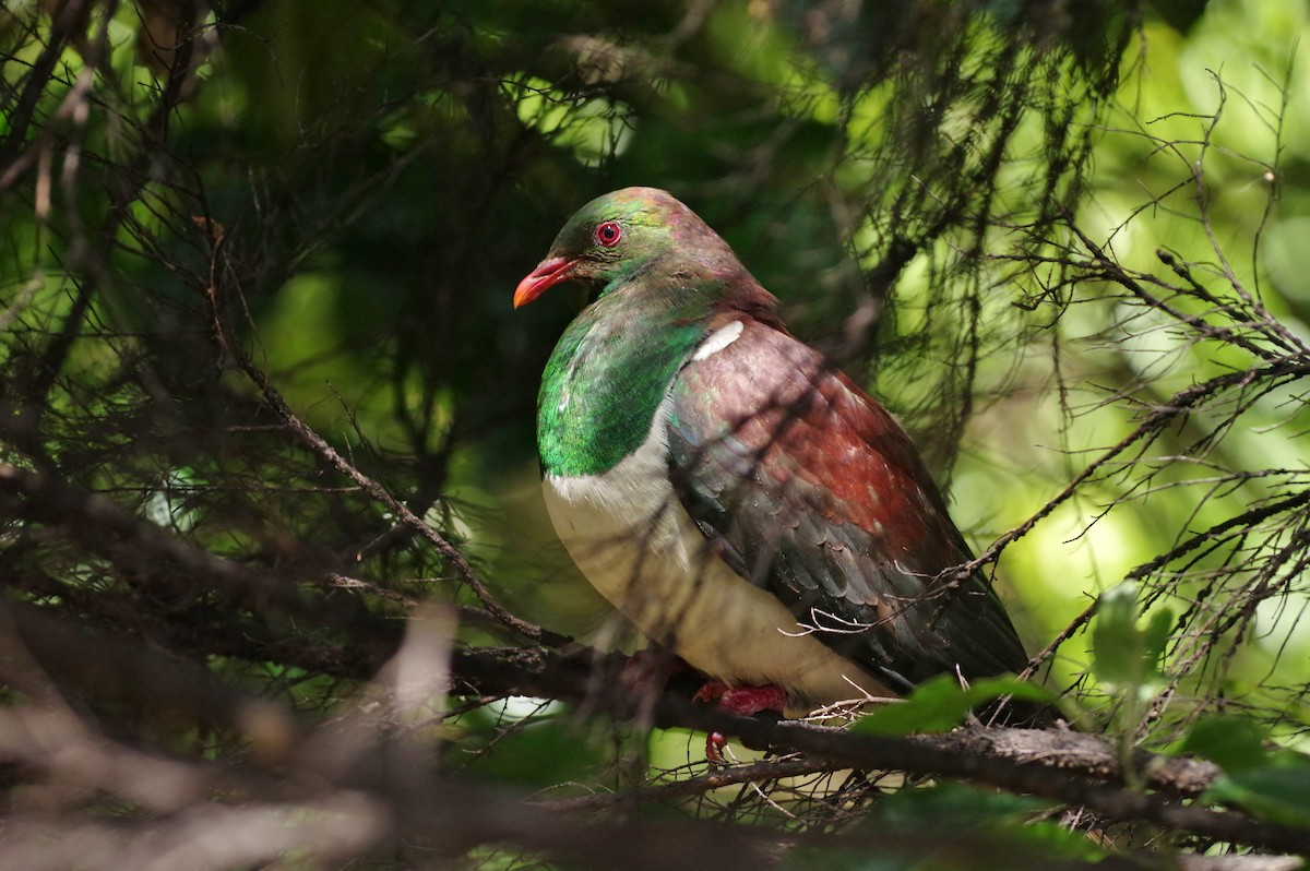 New Zealand Pigeon - ML46046971