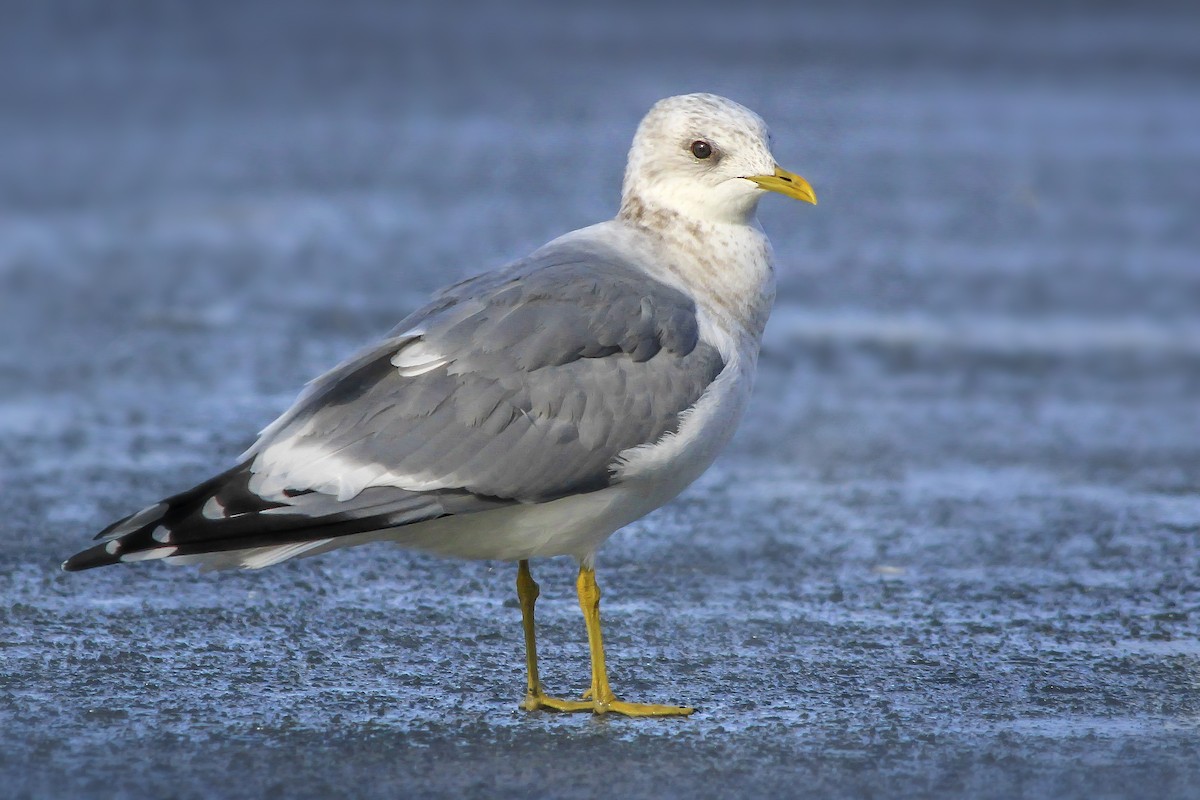 Short-billed Gull - Matthew Pendleton