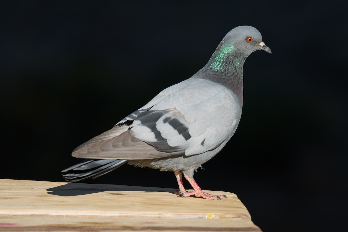Сизый голубь (Одомашненного типа) - ML460470461