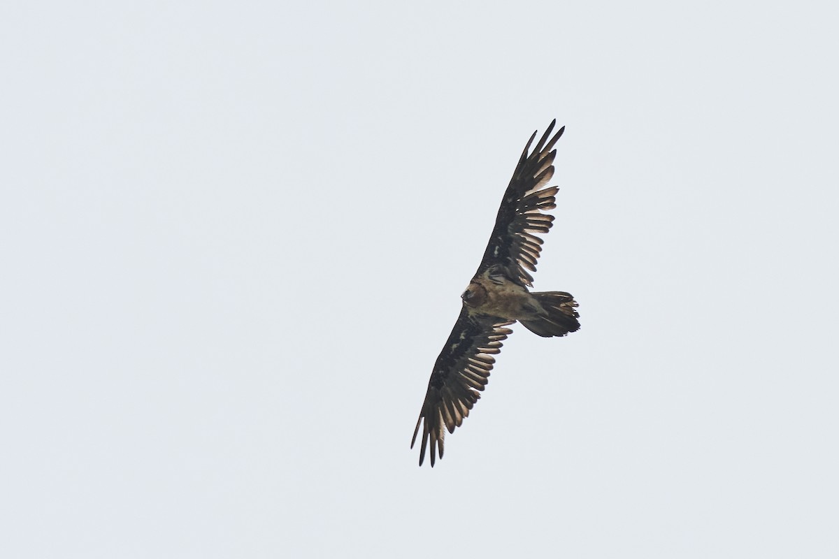 Bearded Vulture - ML460473301