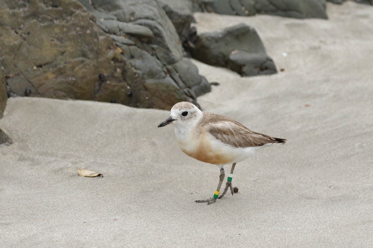 Red-breasted Dotterel - ML46047601