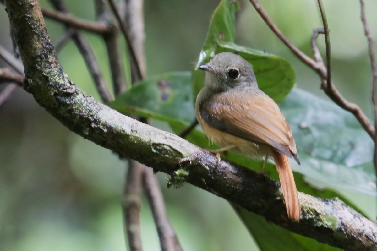 Ruddy-tailed Flycatcher - Alexandre Vinot