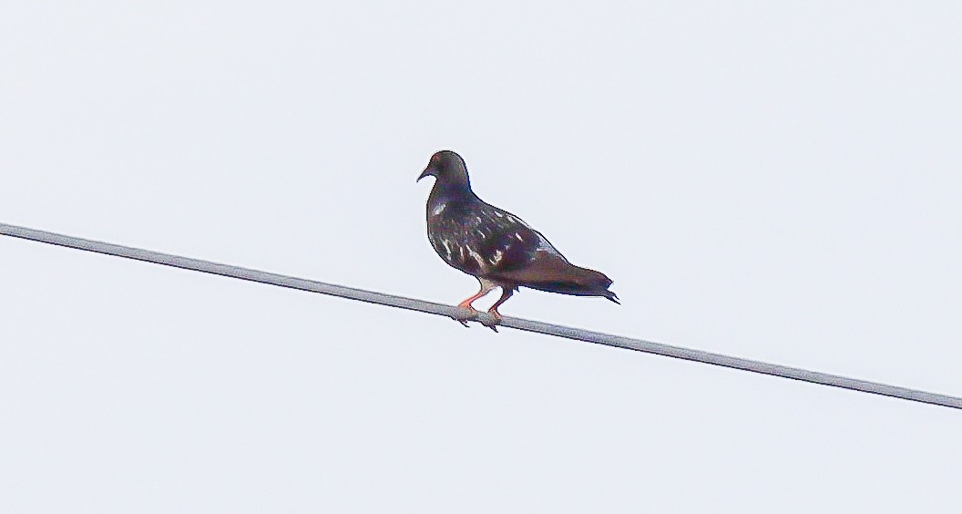 Rock Pigeon (Feral Pigeon) - ML460479111