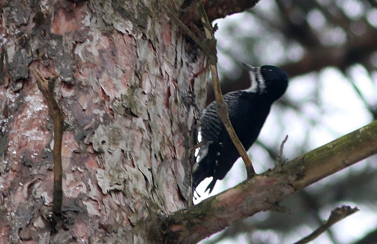 Black-backed Woodpecker - Yves Gauthier (Mtl)