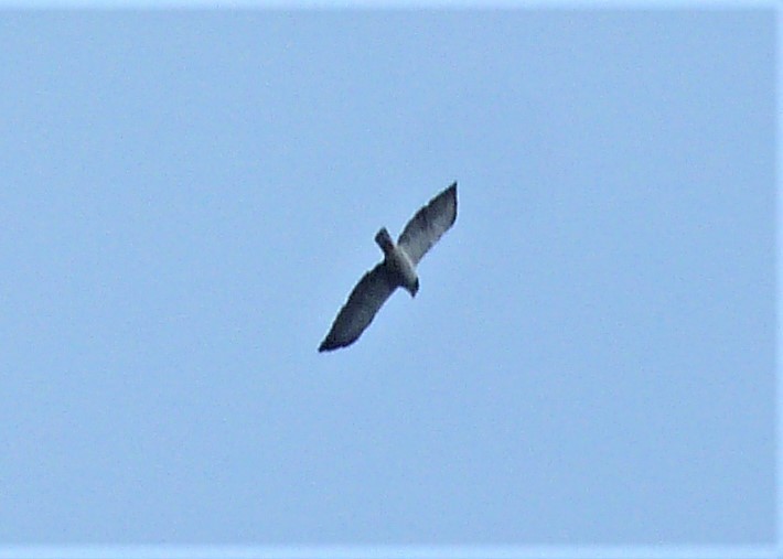 Short-tailed Hawk - ML460479811