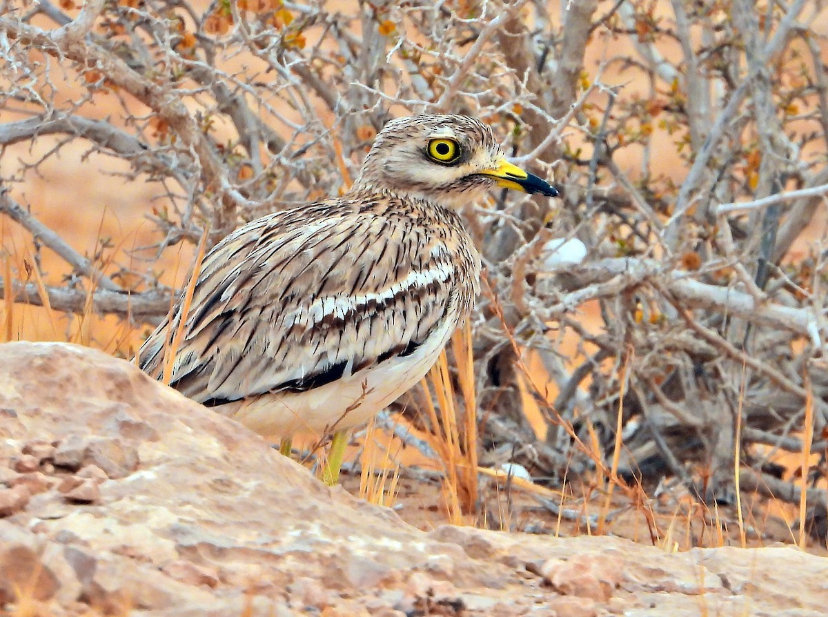 Eurasian Thick-knee - silverwing 123