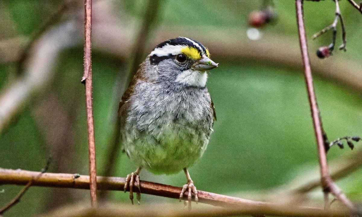 White-throated Sparrow - ML460483871