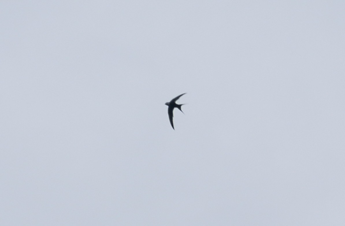 Great Swallow-tailed Swift - ML460484121