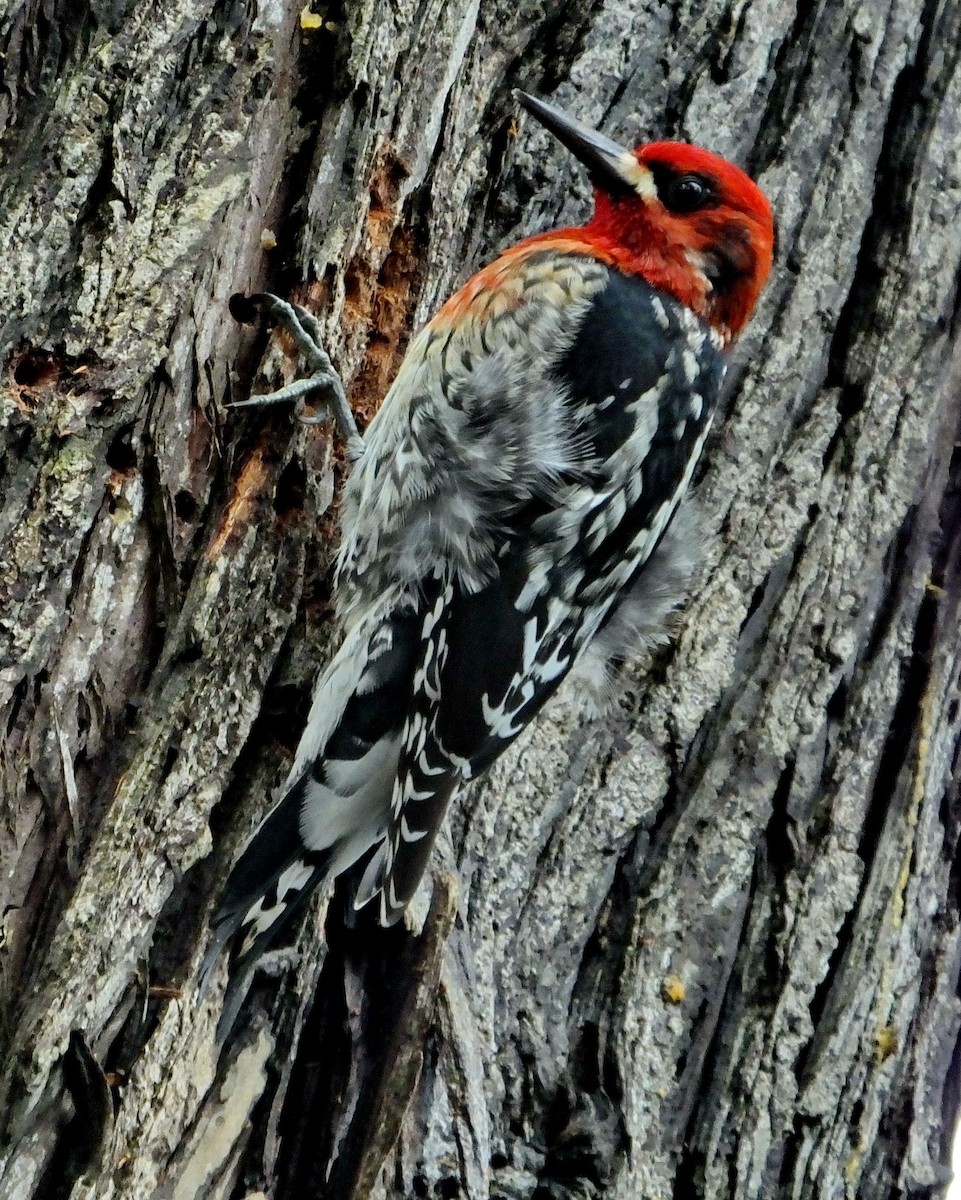 Red-breasted Sapsucker - ML46048921
