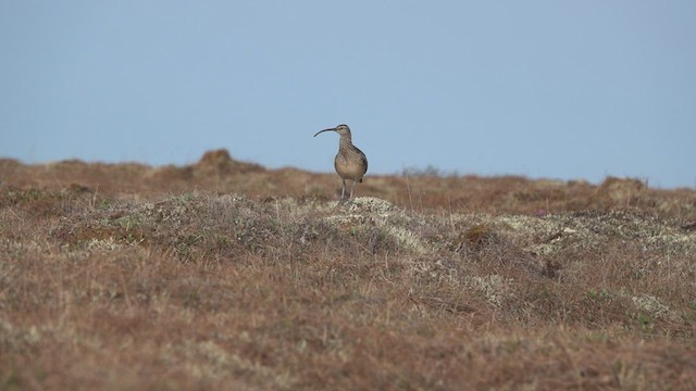 Bristle-thighed Curlew - ML460495121