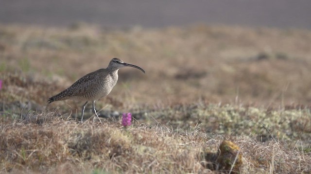 Bristle-thighed Curlew - ML460495251