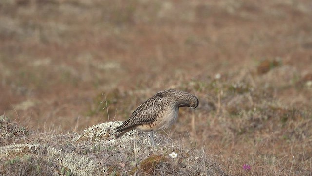 Bristle-thighed Curlew - ML460495281