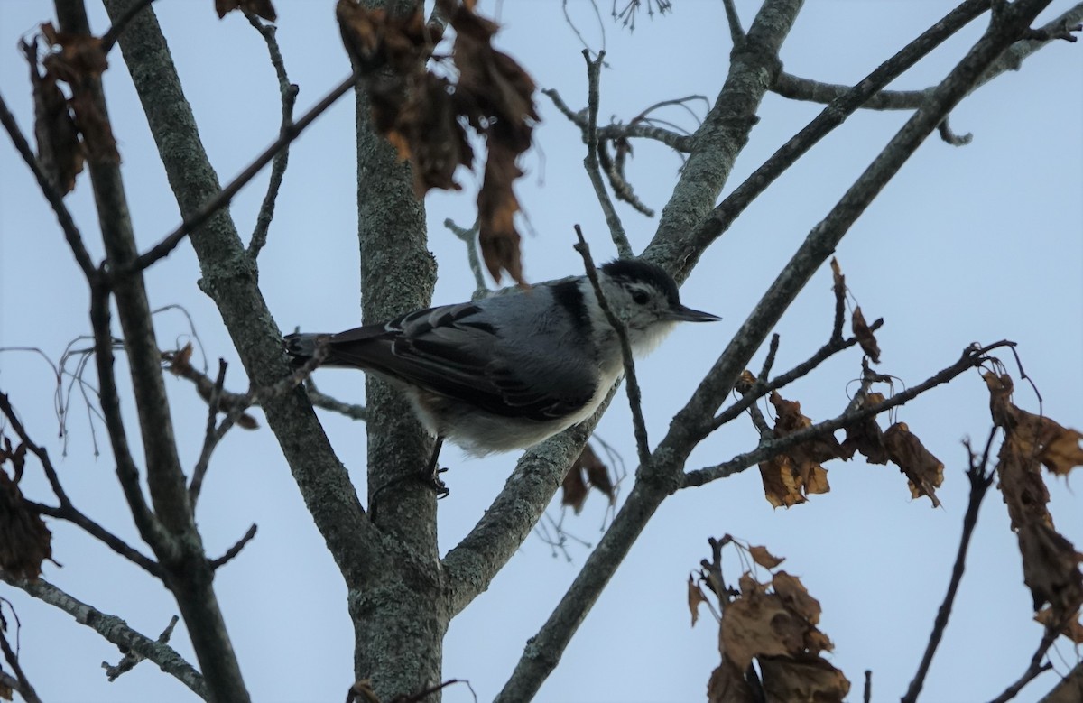 White-breasted Nuthatch - ML460498721