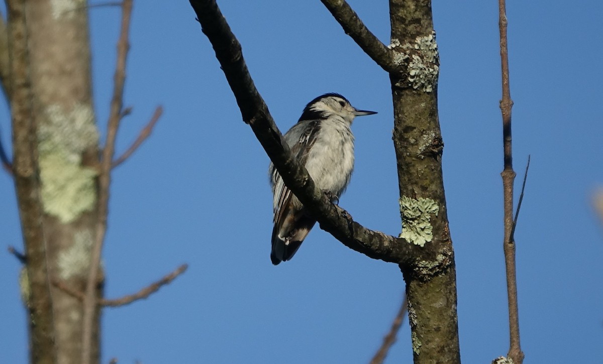 White-breasted Nuthatch - ML460501661