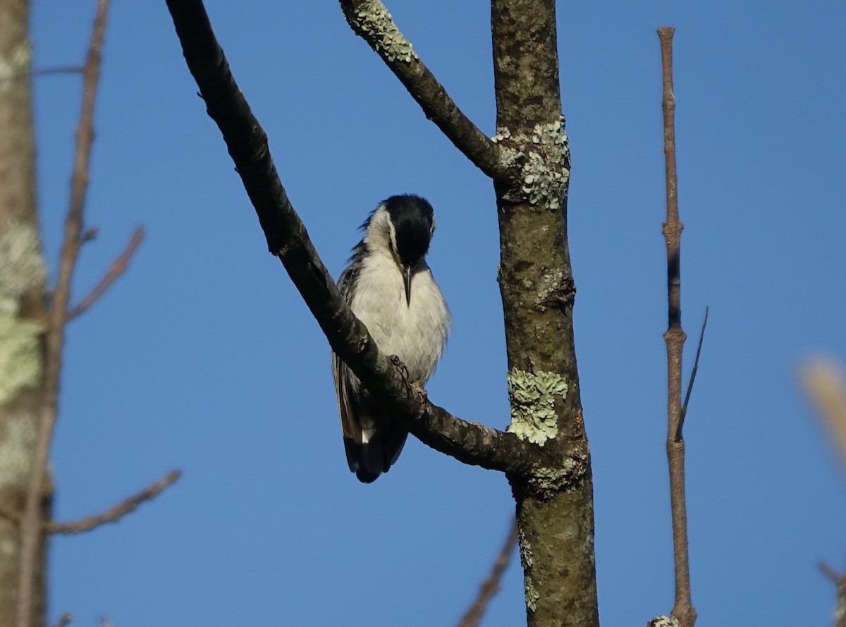 White-breasted Nuthatch - ML460501691