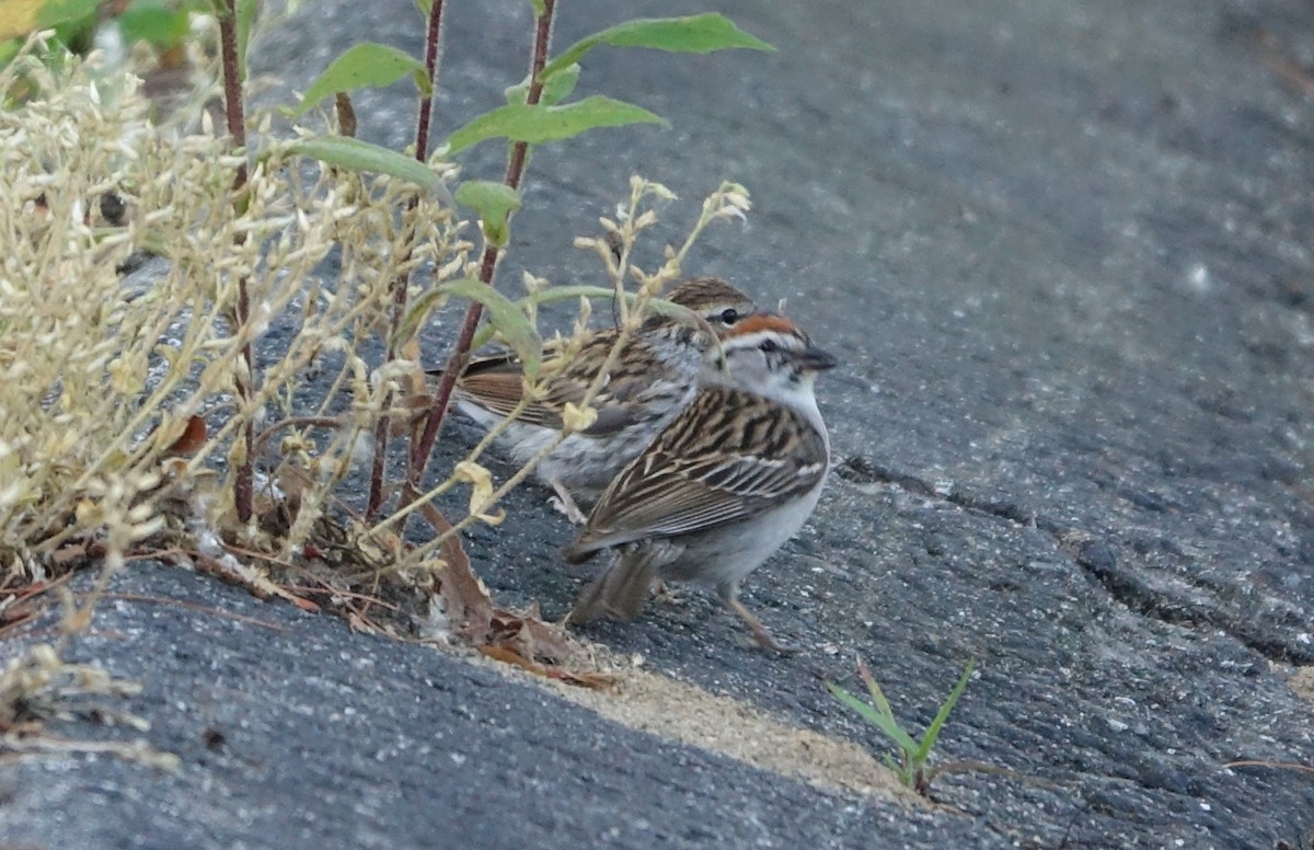 Chipping Sparrow - ML460502191