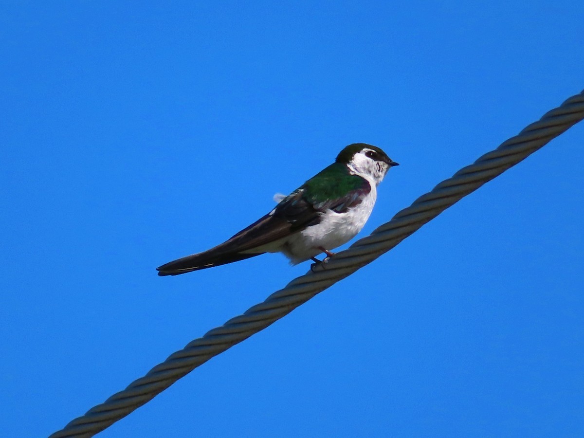 Violet-green Swallow - ML460505161