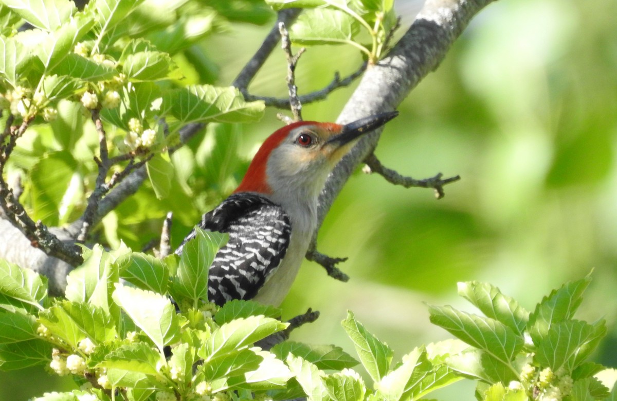 Red-bellied Woodpecker - ML460505401