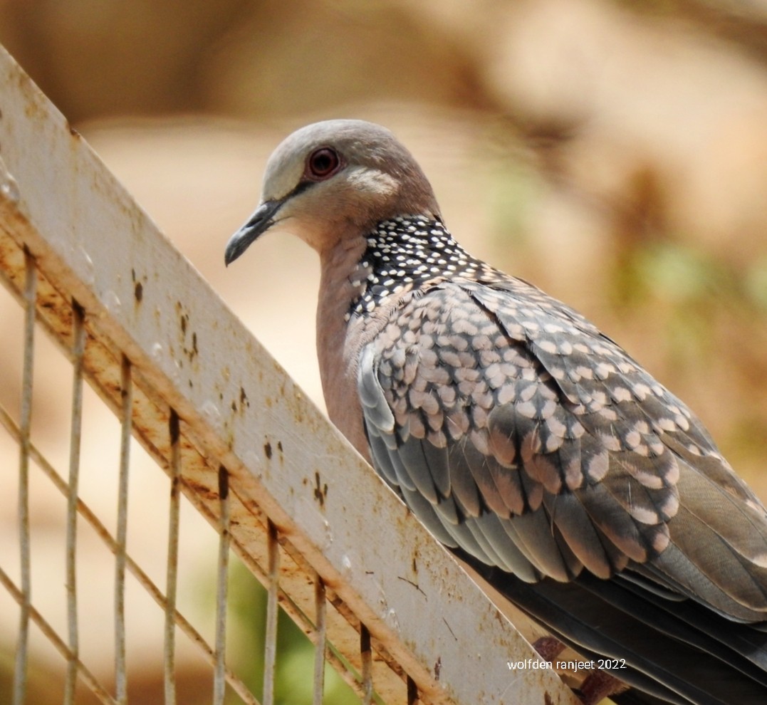 Spotted Dove - Ranjeet Singh