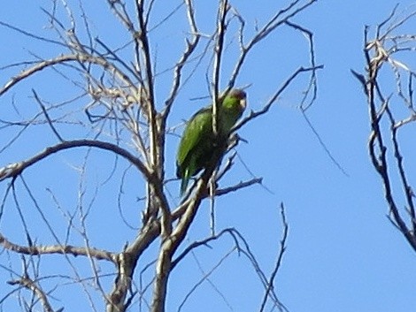 Lilac-crowned Parrot - ML46051091
