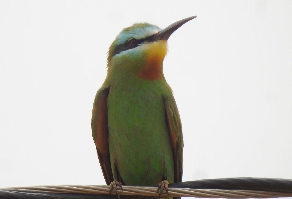 Blue-cheeked Bee-eater - Ranjeet Singh