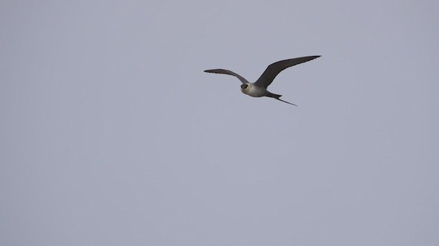 Long-tailed Jaeger - ML460514071