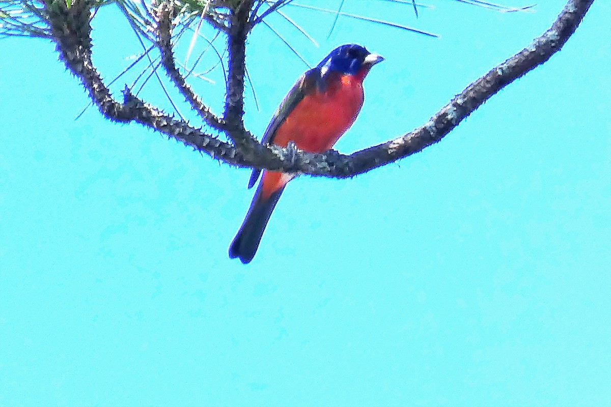 Painted Bunting - ML460516941