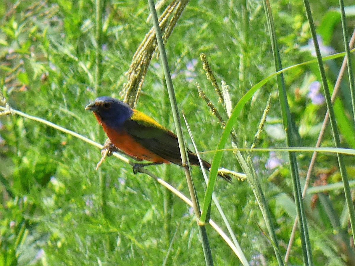 Painted Bunting - ML460517111