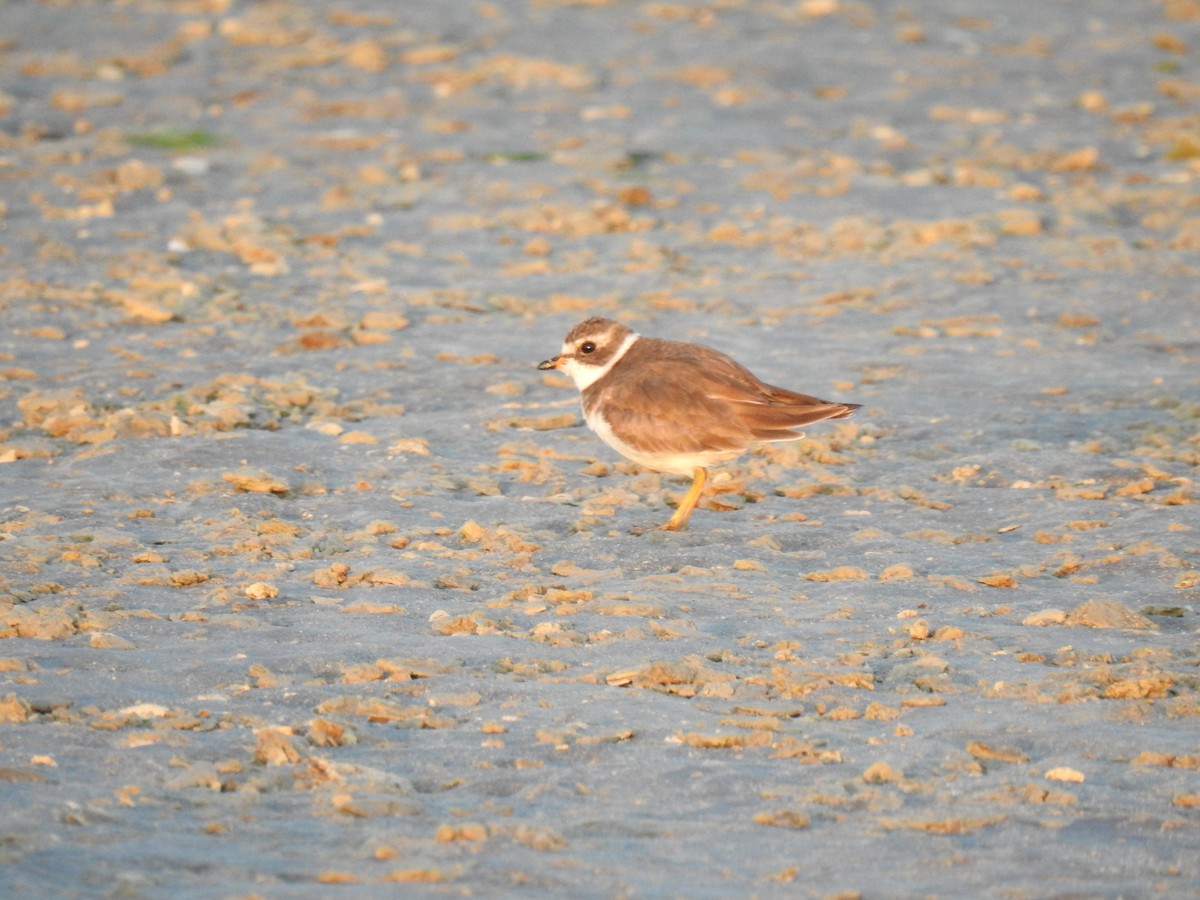 Semipalmated Plover - ML460519011
